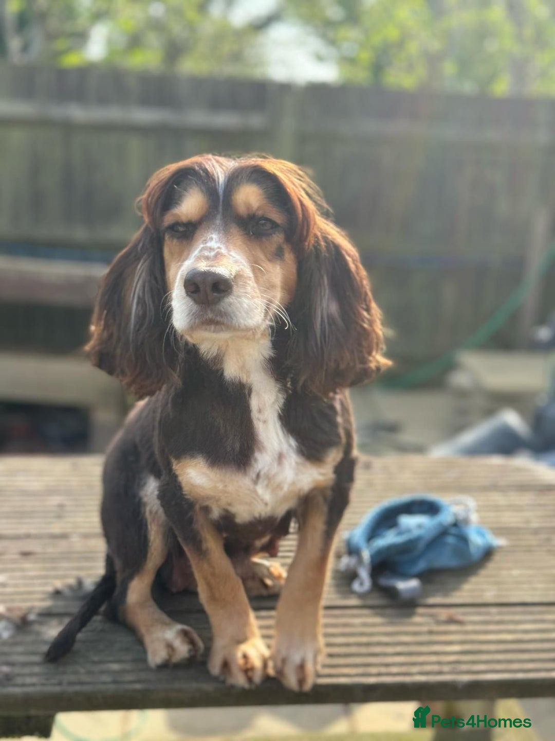 Cocker Spaniel dogs for sale: Beautiful litter of KC reg show type cockers  - Advert 2