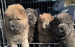 Chow Chow dogs for sale: Wyvernwest -smooth and rough puppies available 🐶  - Image 26
