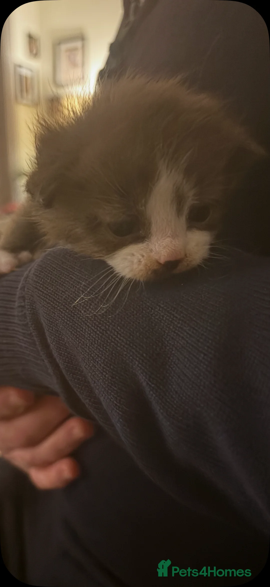 Mixed Breed cats for sale: Ragdoll X kittens for sale- last girl available  - Advert 1