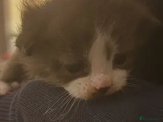 Mixed Breed cats Ragdoll X kittens for sale- last boy available - Advert 1