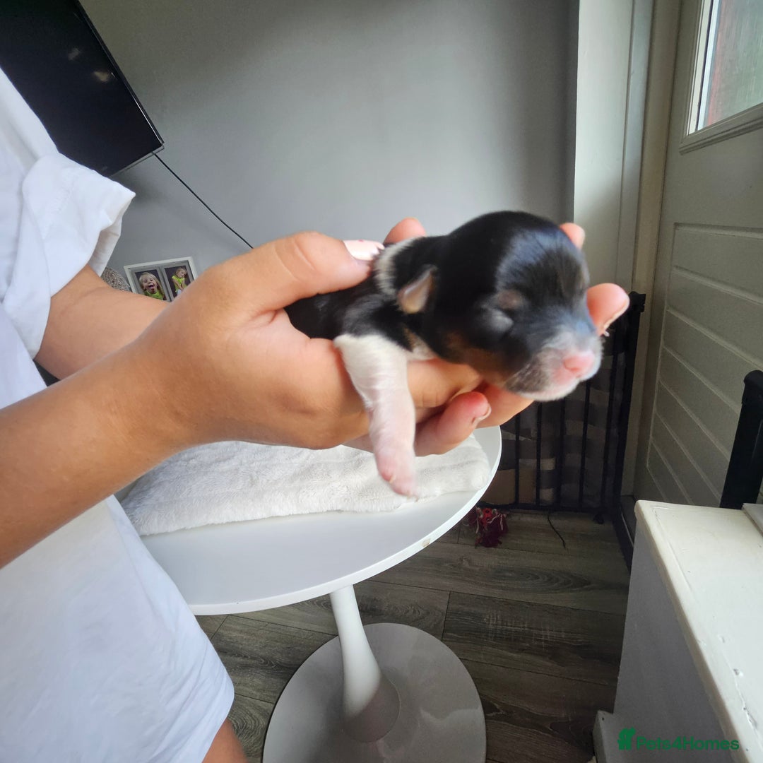Yorkshire Terrier dogs for sale: 5 szczeniąt York terrier (Biewer) - Image 3
