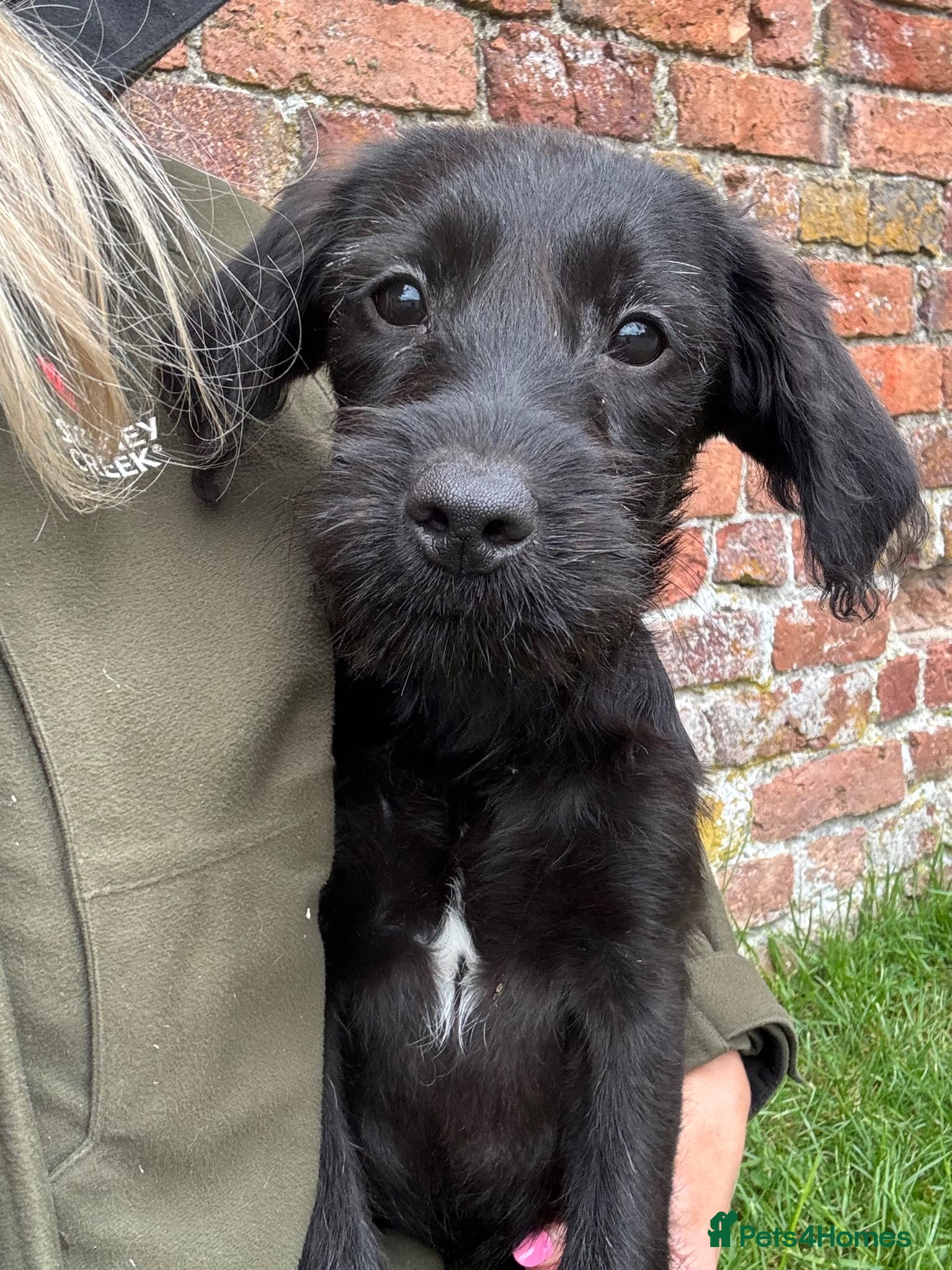 Labradoodle dogs Outstanding Pedigree F1 Labradoodle DNA Clear - Advert 4