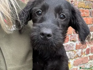 Labradoodle dogs Outstanding Pedigree F1 Labradoodle DNA Clear - Advert 4