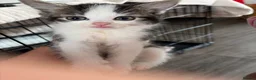 Mixed Breed cats for sale: Kittens for sale  - Advert 3