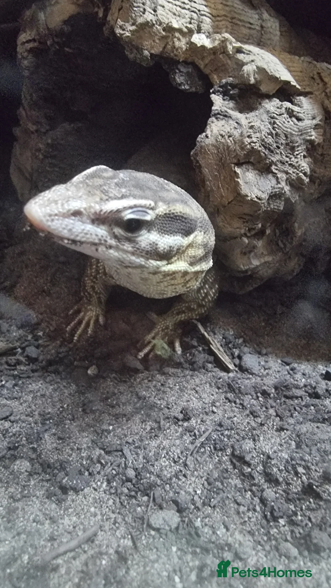 Monitor reptiles for sale: Ackie moniter pair in Newcastle upon Tyne - Advert 2