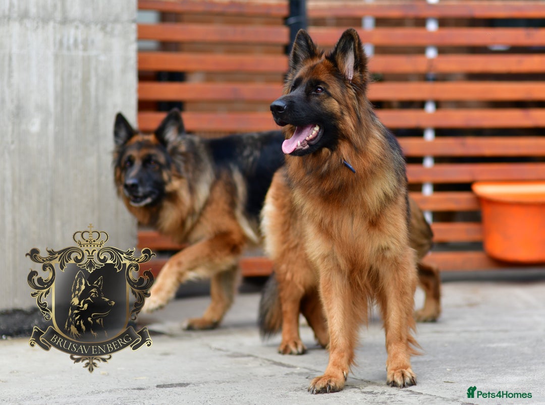 German Shepherd dogs for sale: TWO ADULT LONGHAIRED GSD FEMALES  - Image 4