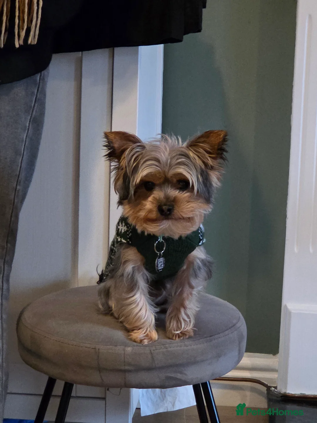 Yorkshire Terrier dogs for sale: Beautiful miniature Yorkshire terrier puppies - Advert 7