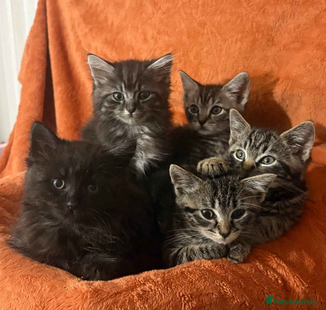 Ragdoll cats for sale: Ragdoll x British Shorthair kittens - Image 1