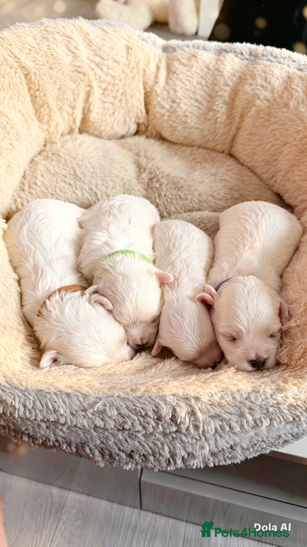 Maltese dogs 💙🩷 For Sale Beatifull Puppies Maltese💙🩷 - Advert 1