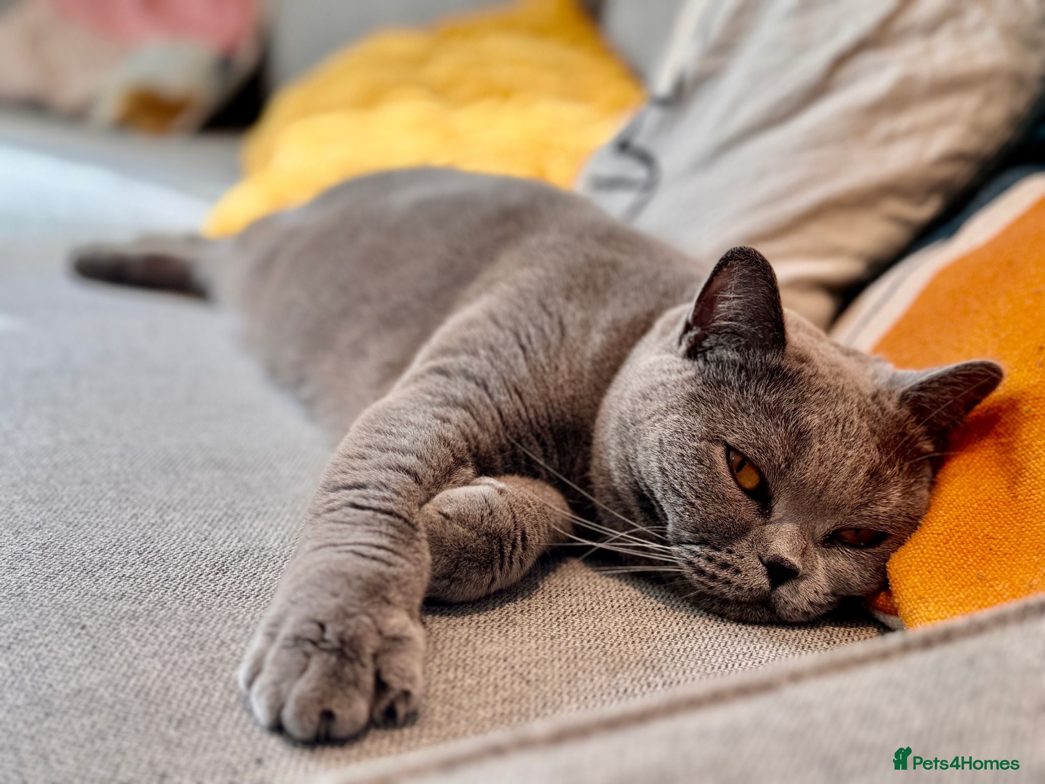 British Shorthair cats Ashiya - 4 year old pedigree British Shorthair - Advert 1
