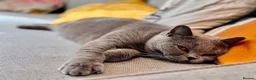 British Shorthair cats for sale: Ashiya - 4 year old pedigree British Shorthair - Advert 1