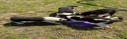 Border Collie dogs for sale: Border collie pups  in Haltwhistle - Advert 7