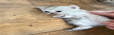 British Shorthair Kitten 5 (silver/grey tabby)