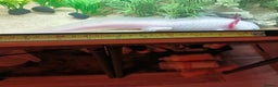 Other/Mixed Breed fish for sale: Axolotl  - Advert 3