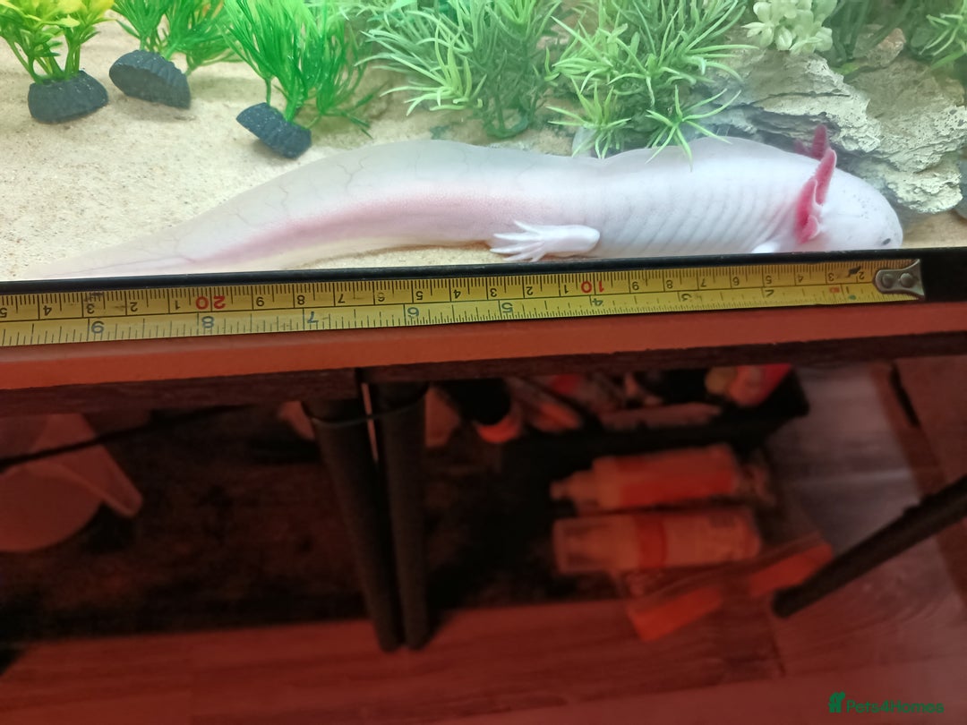 Other/Mixed Breed fish for sale: Axolotl  - Advert 3