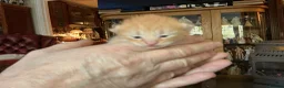 Mixed Breed cats for sale: Beautiful Fluffy Ginger Kitten  - Advert 4