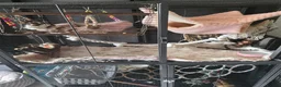 Rat rodents for sale: 4 girl rat for sale - Advert 15