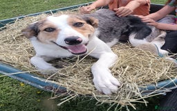Border Collie dogs for sale: Border collie puppies B/W & Merle - Image 6
