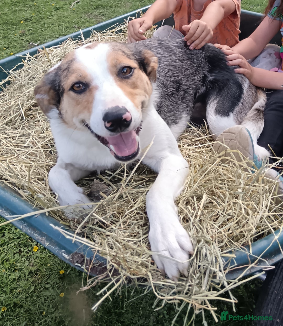 Border Collie dogs for sale: Border collie puppies B/W & Merle - Image 6