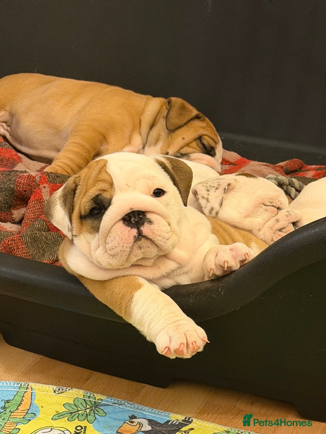 English Bulldog dogs for sale: English bulldogs - Advert 28