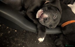 Mixed Breed dogs for sale: Staffy x malonios - Advert 6