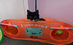 Mixed Breed cats for sale: Young Fluffy Tuxedo Cat - Image 8