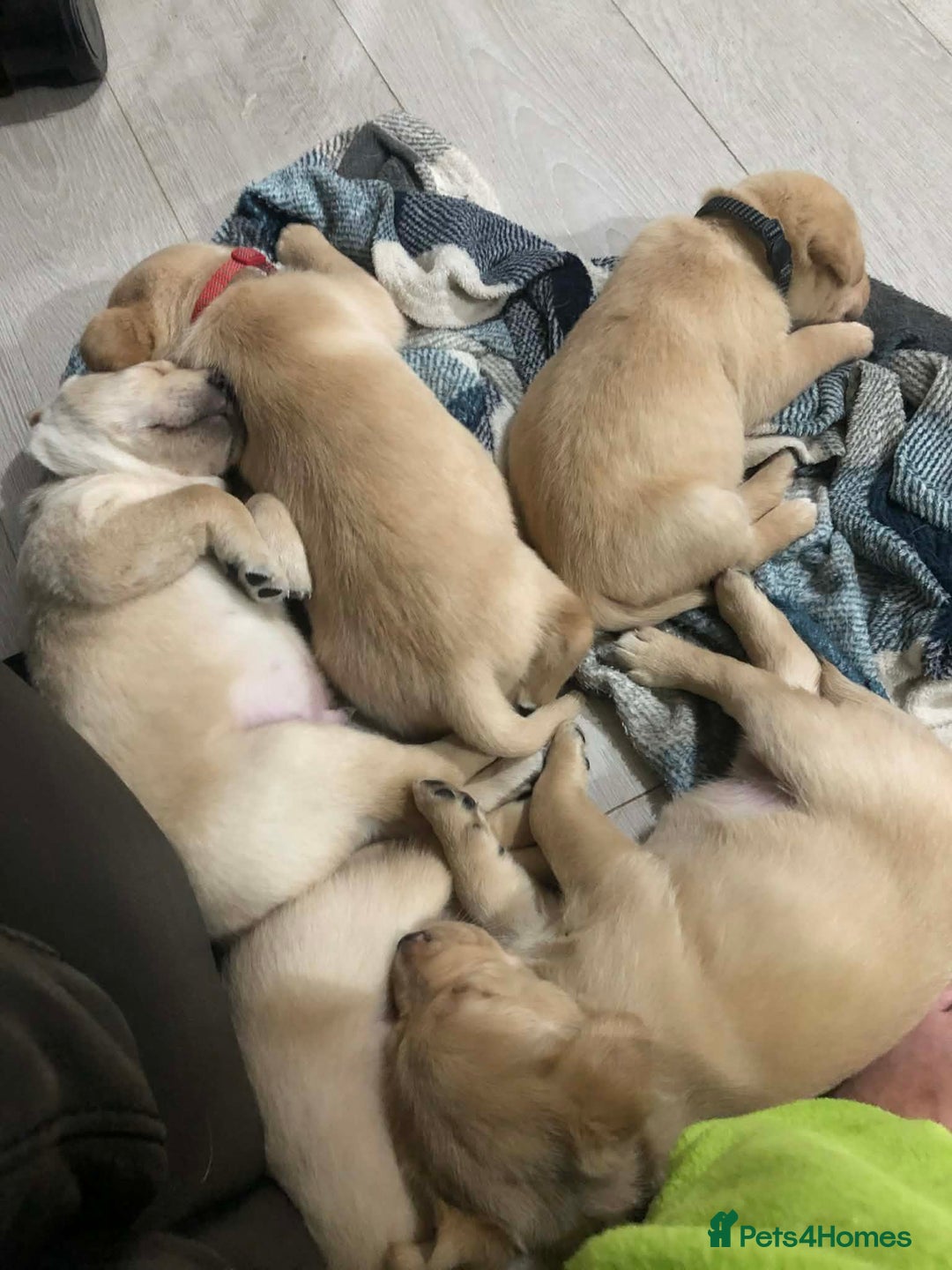 Labrador Retriever dogs for sale: Goldern/blond labrador puppies  - Advert 4