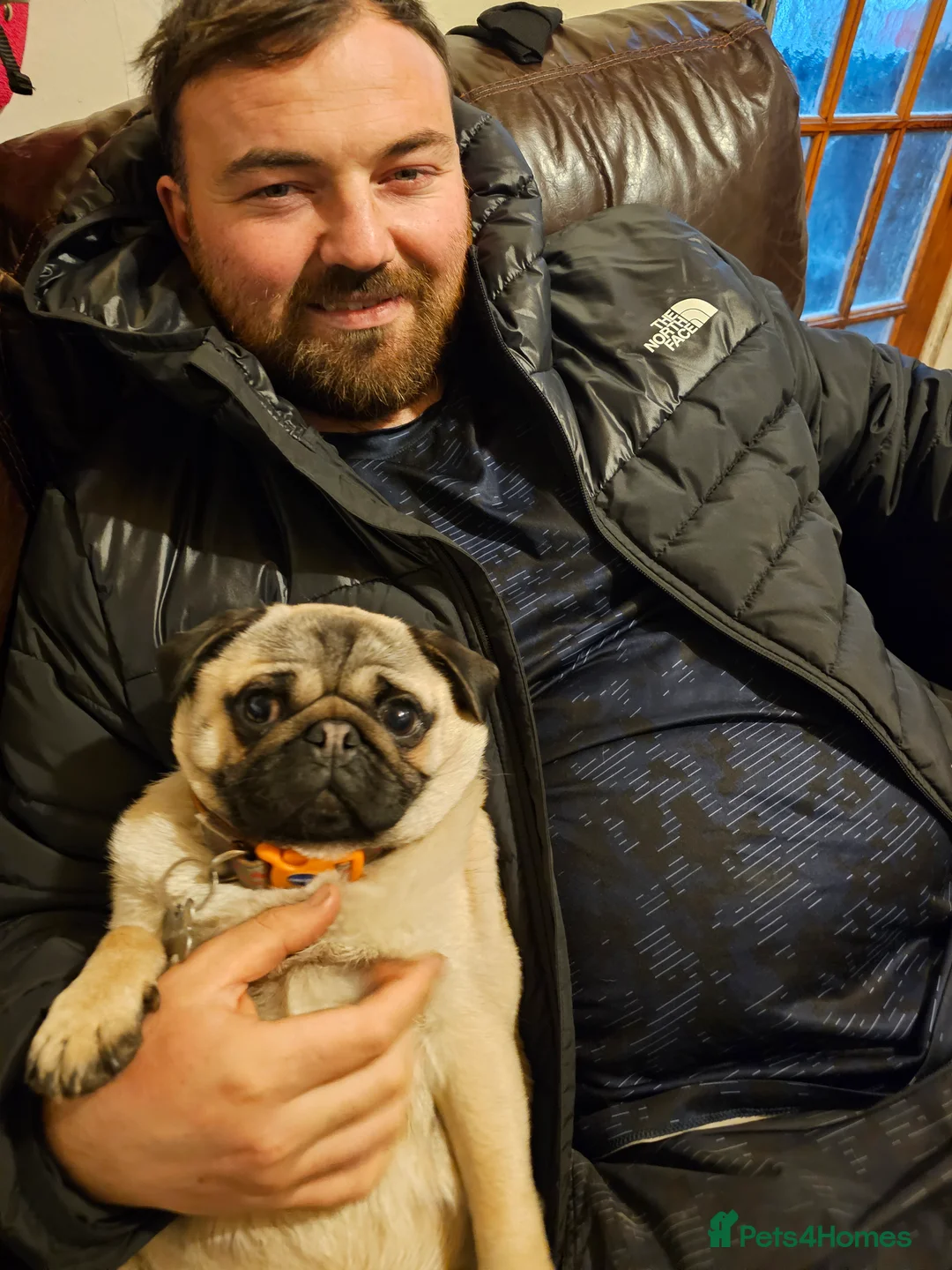 Pug dogs for sale: Pug puppies Kc registered  - Advert 12