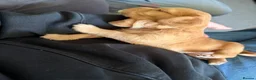 Cocker Spaniel dogs for sale: Beautiful Cocker Spaniel Puppies  - Advert 26