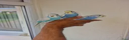 Budgerigars birds for sale: Super hand tamed baby budgies  - Advert 24