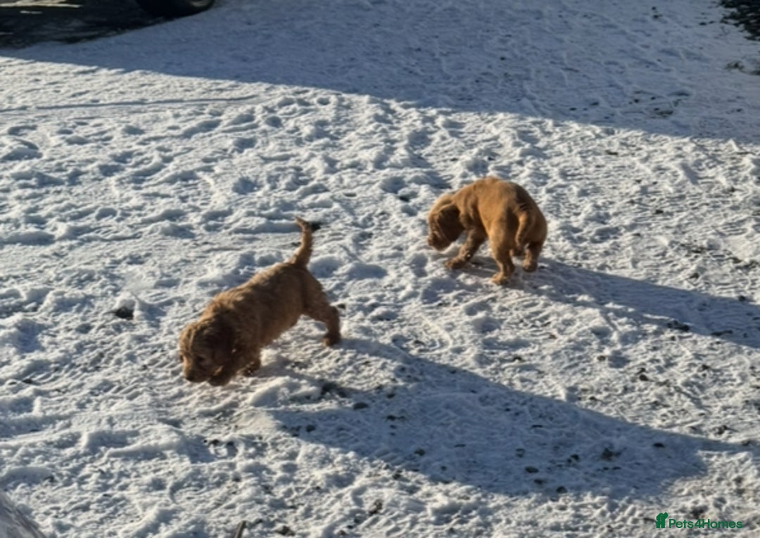 Mixed Breed dogs for sale: ‘CockerDoodles’ health-checked healthy chunky pups - Advert 7