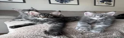 Maine Coon cats for sale: ✨5 Gorgeous Pure Breed Maine Coon Kittens✨ - Advert 10