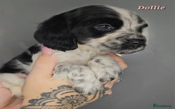 Cocker Spaniel dogs for sale: Exceptional Pedigree Show Type English Cockers  - Image 26