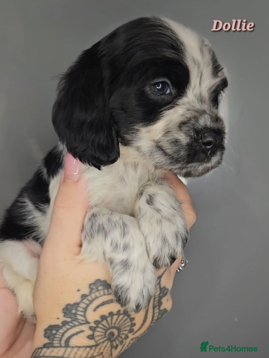 Cocker Spaniel dogs for sale: Exceptional Pedigree Show Type English Cockers  - Image 26