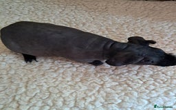 Guinea Pig rodents for sale: BEAUTIFUL BABY SKINNY PIGS  - Image 5