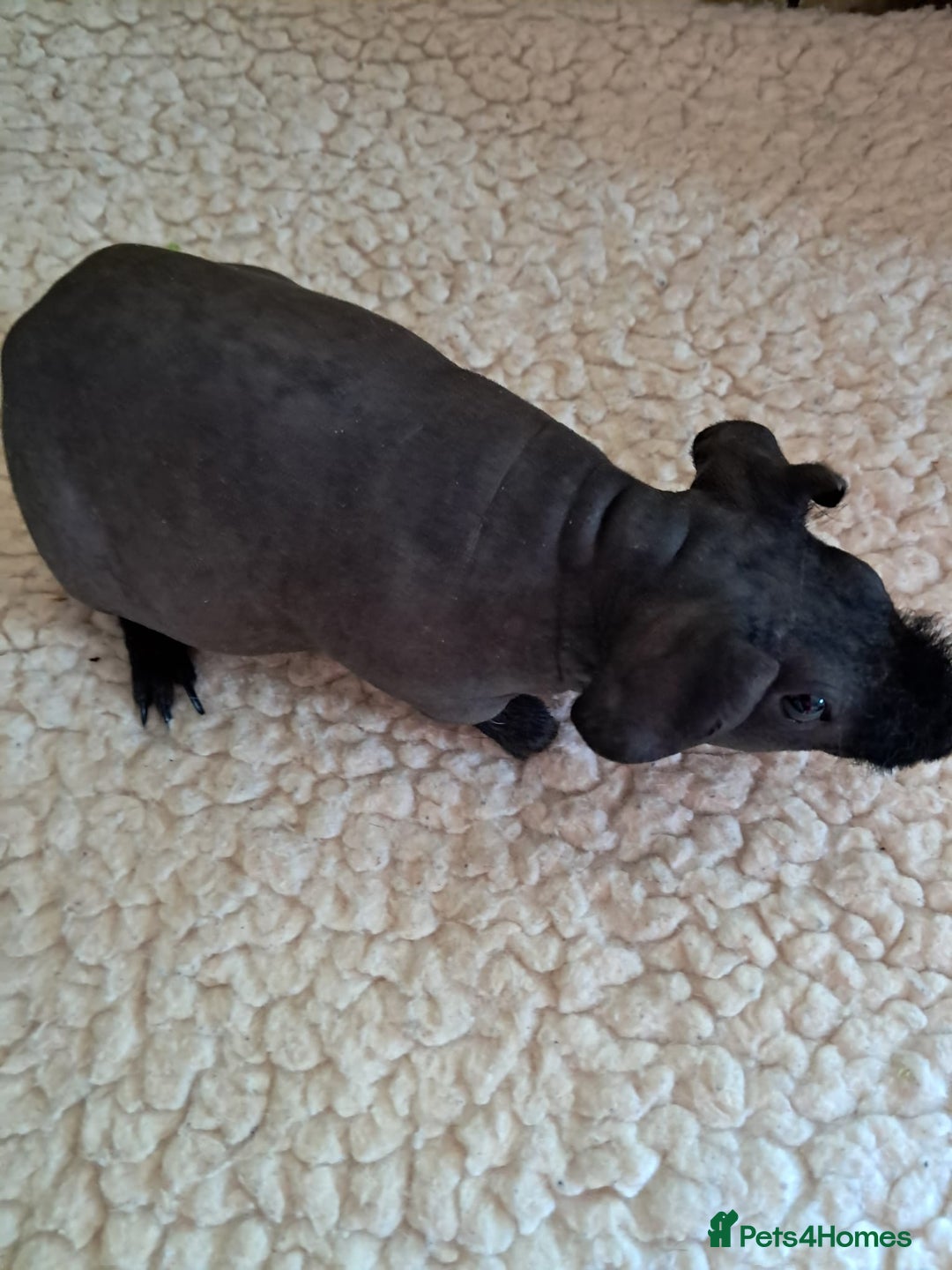 Guinea Pig rodents for sale: BEAUTIFUL BABY SKINNY PIGS  - Image 5