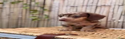 Miniature Dachshund dogs for sale: Long haired miniature dachshund  - Advert 19