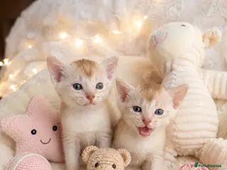 Abyssinian cats 🏆✨ Beautiful Silver Cinnamon Abyssinian ✨🏆❤️ - Advert 2