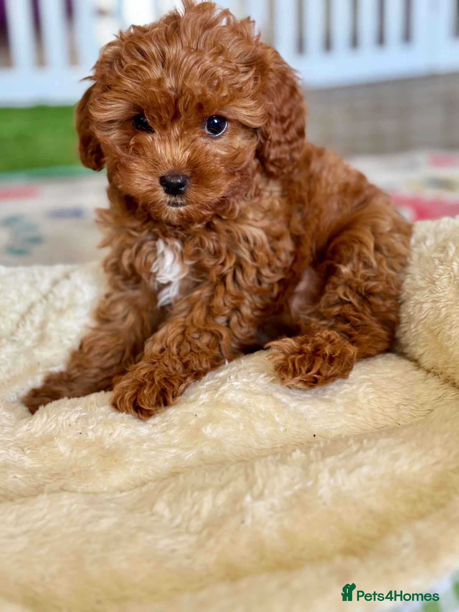 Cavapoo dogs Outstanding F1 Toy’s - Health Tested - KC parents - Advert 1