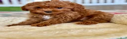 Cavapoo dogs for sale: Outstanding F1 Toy’s - Health Tested - KC parents - Advert 3
