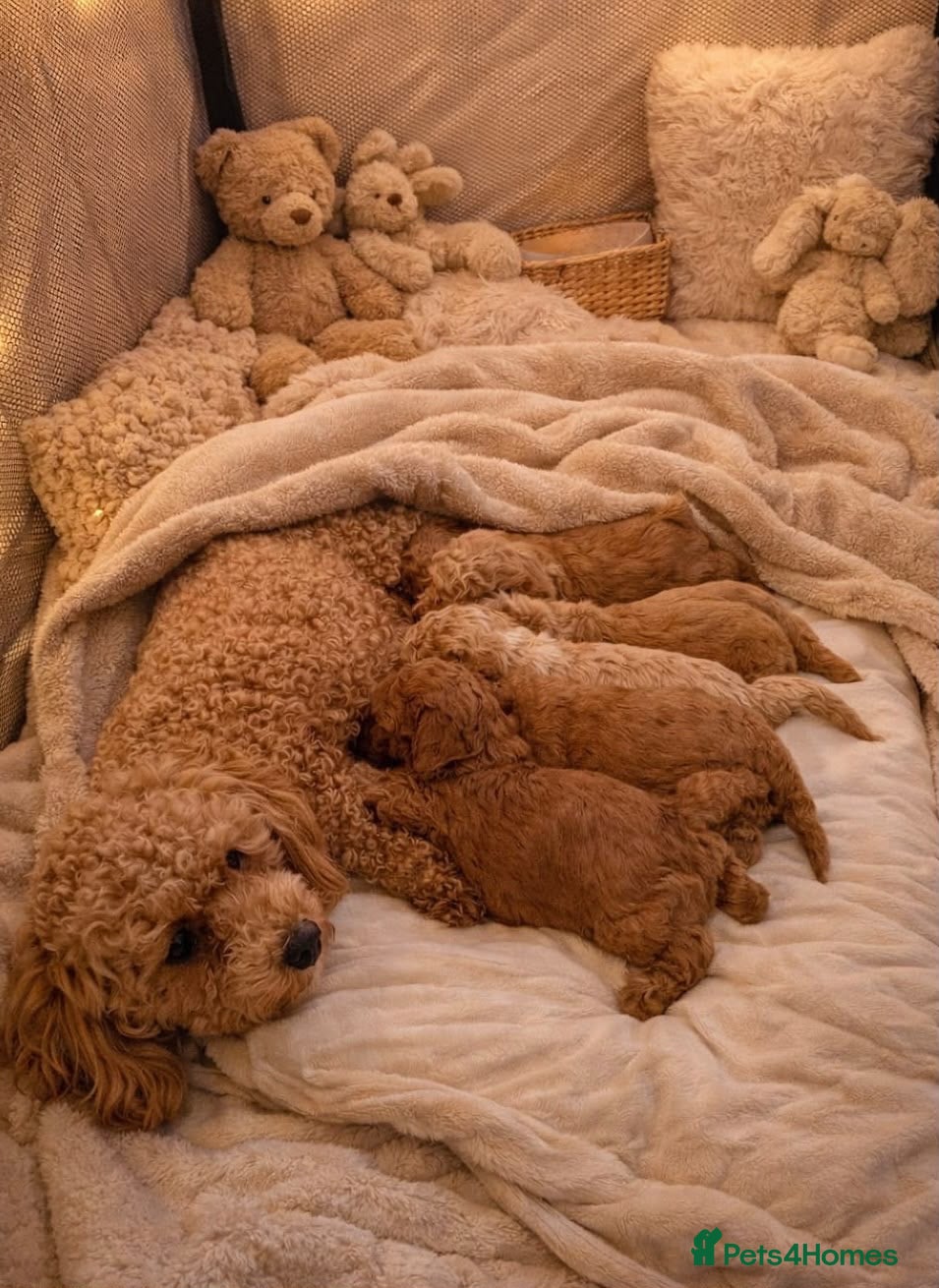 Poochon dogs Mini Poochon Teddy Bear - Advert 1