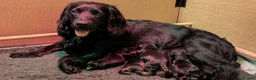 Cocker Spaniel dogs for sale: KC Registered Working Cocker Spaniel Puppies - Advert 7
