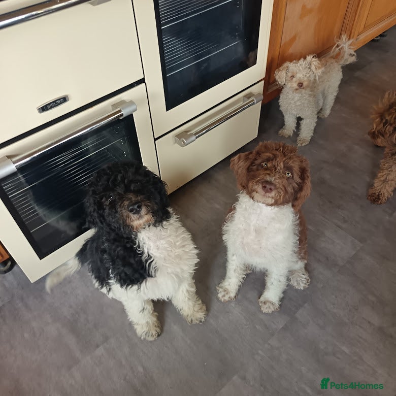 Labradoodle dogs A Better Start Fully Vaccinated Manners HomeRaised - Advert 1