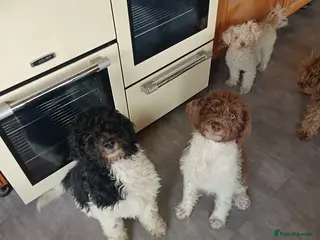 Labradoodle dogs A Better Start Fully Vaccinated Manners HomeRaised - Advert 1