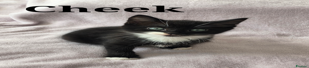Cheek (b2)