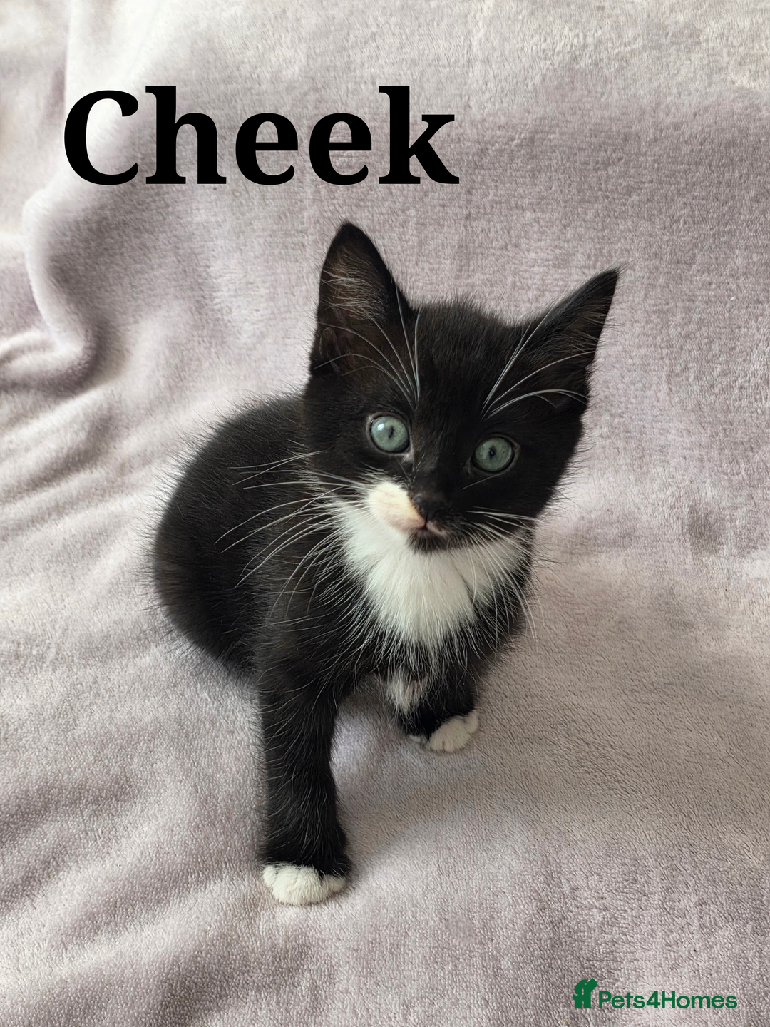 Domestic Shorthair cats for sale: domesticated shorthair kittens - Image 3