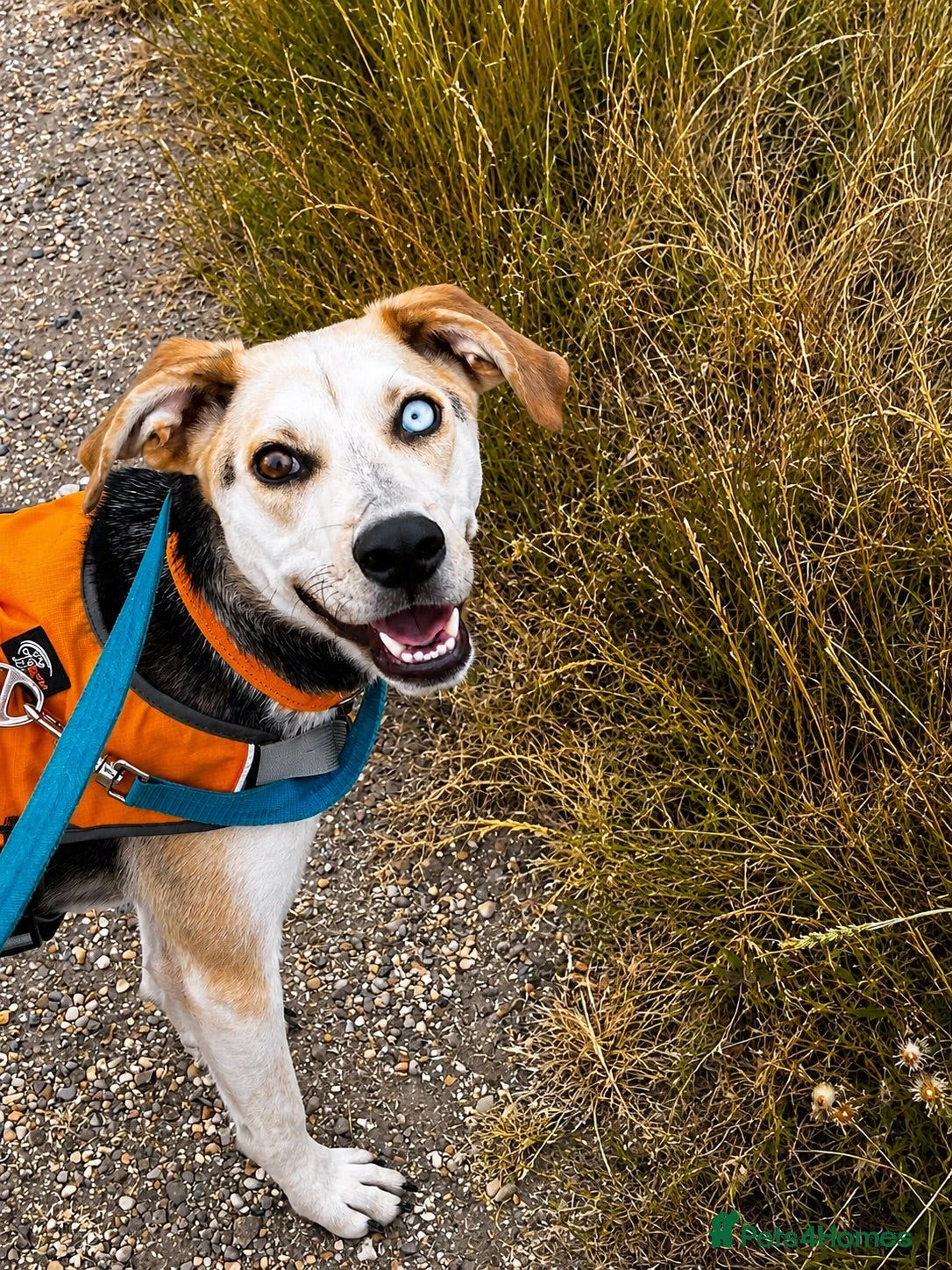 Mixed Breed dogs 💙 RINA – Looking for Her Perfect Match 💙 - Advert 1