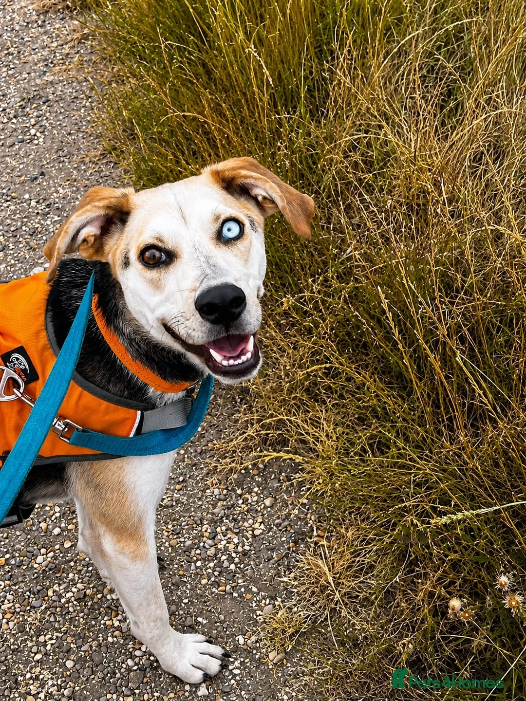 Mixed Breed dogs for adoption: 💙 RINA – Looking for Her Perfect Match 💙 in Sleaford - Advert 1