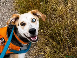Mixed Breed dogs 💙 RINA – Looking for Her Perfect Match 💙 - Advert 1