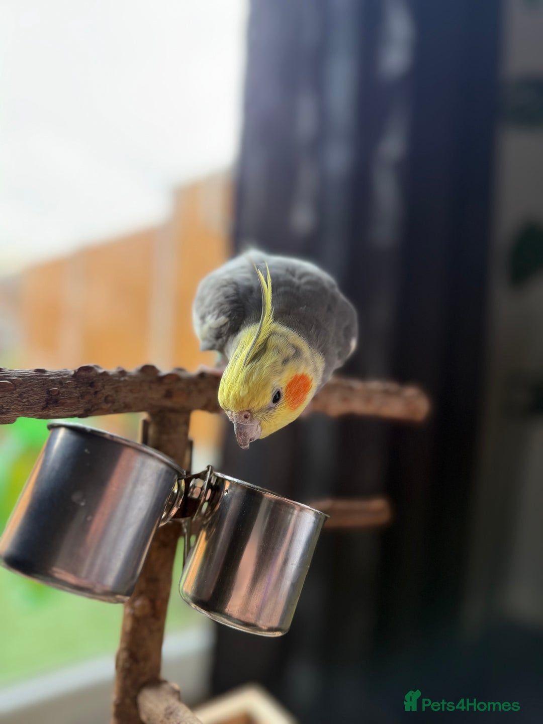 Cockatiels birds for sale: Lovely Tame Male Cockatiel - Advert 2